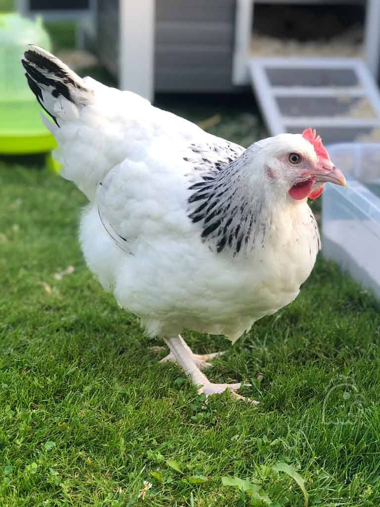 Sussex Hühner mieten