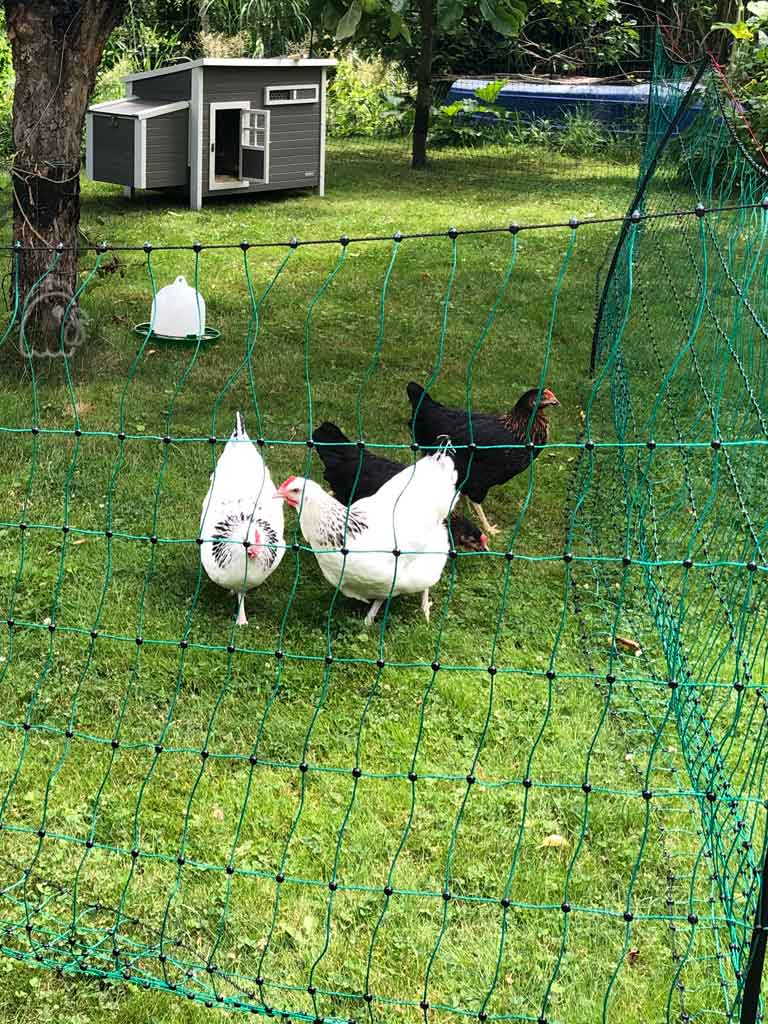 Hühner mit Stall mieten